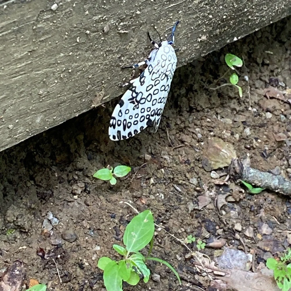 Nature is awesome